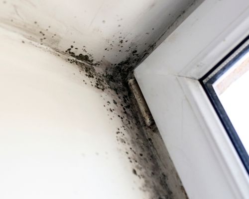 Mold Inspection